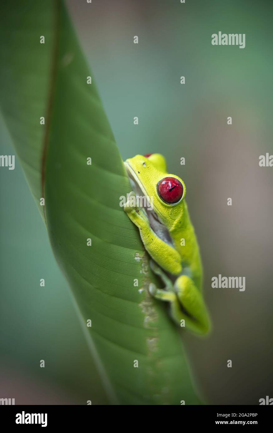 Der Rotäugige Baumfrosch (Agalychnis callidyas) klettert auf eine Pflanze im Regenwald von Costa Rica; Puntarenas, Costa Rica Stockfoto