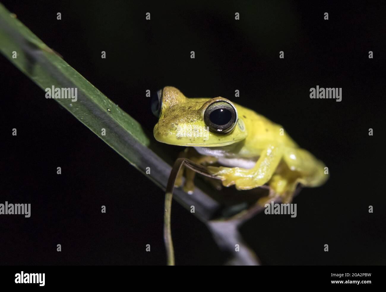 Ein engstirniger Baumfrosch (Scinax elaeochroa) klammert sich nachts im Regenwald an einen Baum; Puntarenas, Costa Rica Stockfoto