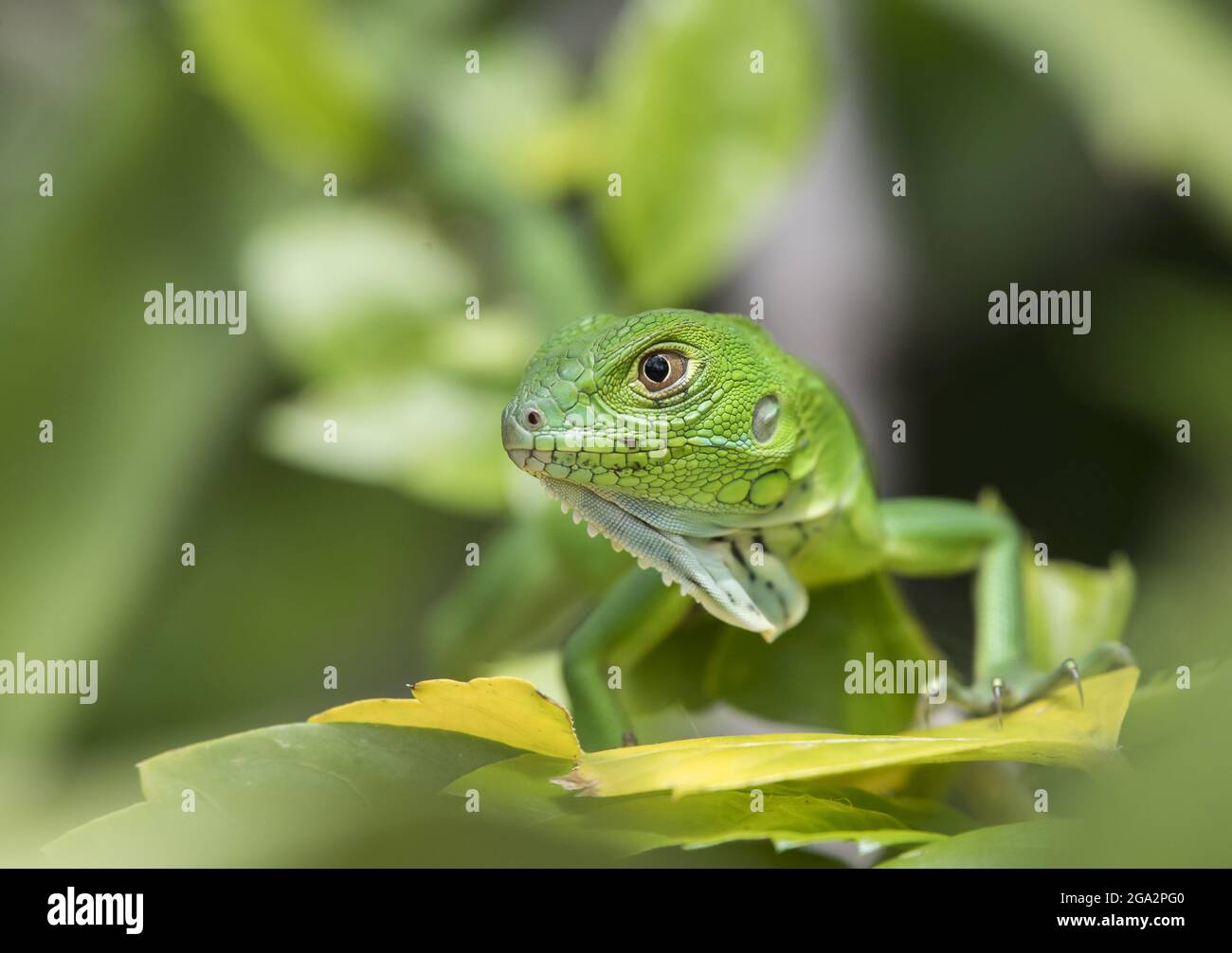 Ein juveniler grüner Leguan (Iguana Leguan) spaziert entlang eines Baumzweiges; Puntarenas, Costa Rica Stockfoto