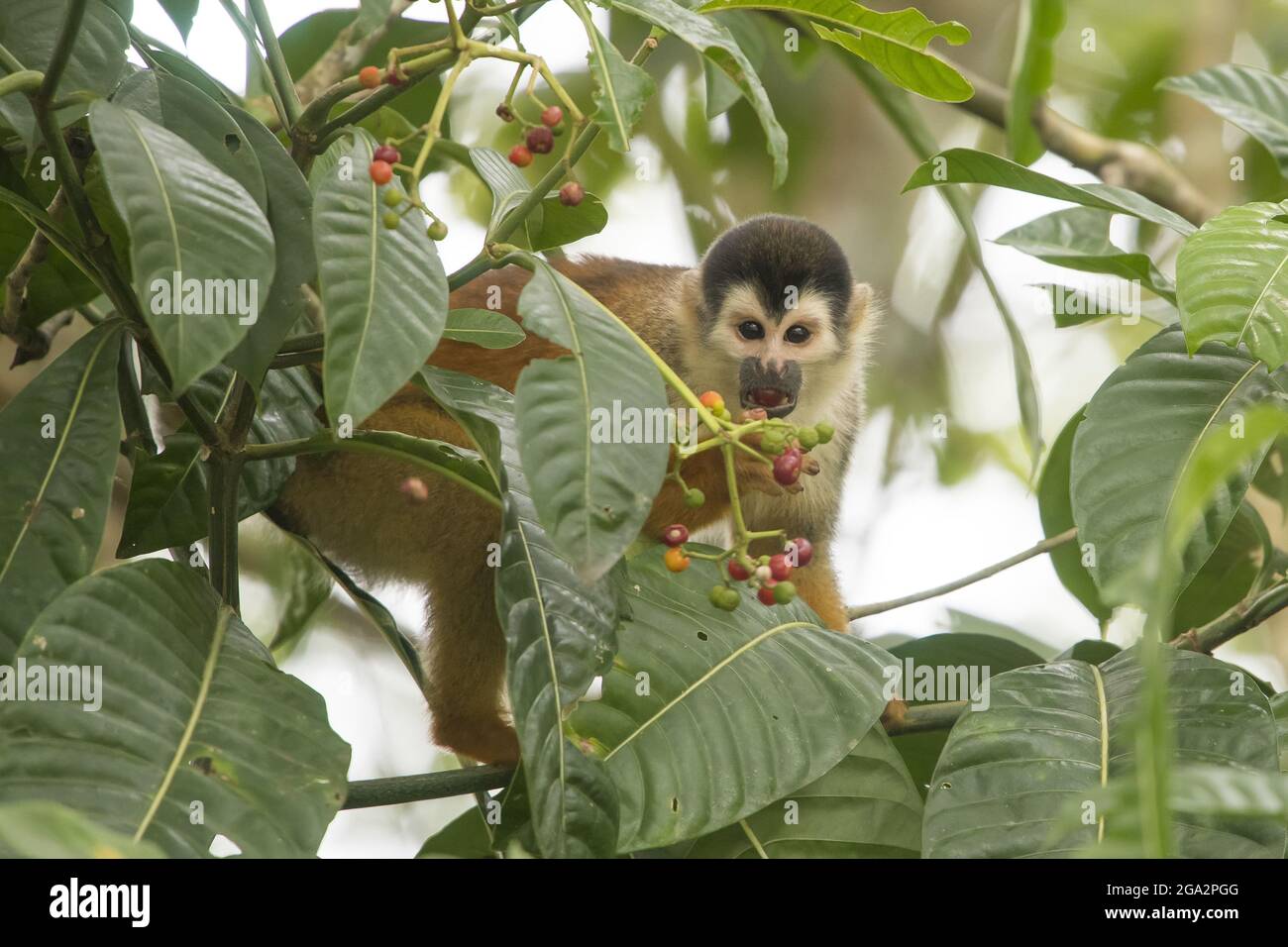 Ein Eichhörnchen-Affe (Saimiri) frisst Früchte von einem Baum in Costa Rica; Puntarenas, Costa Rica Stockfoto