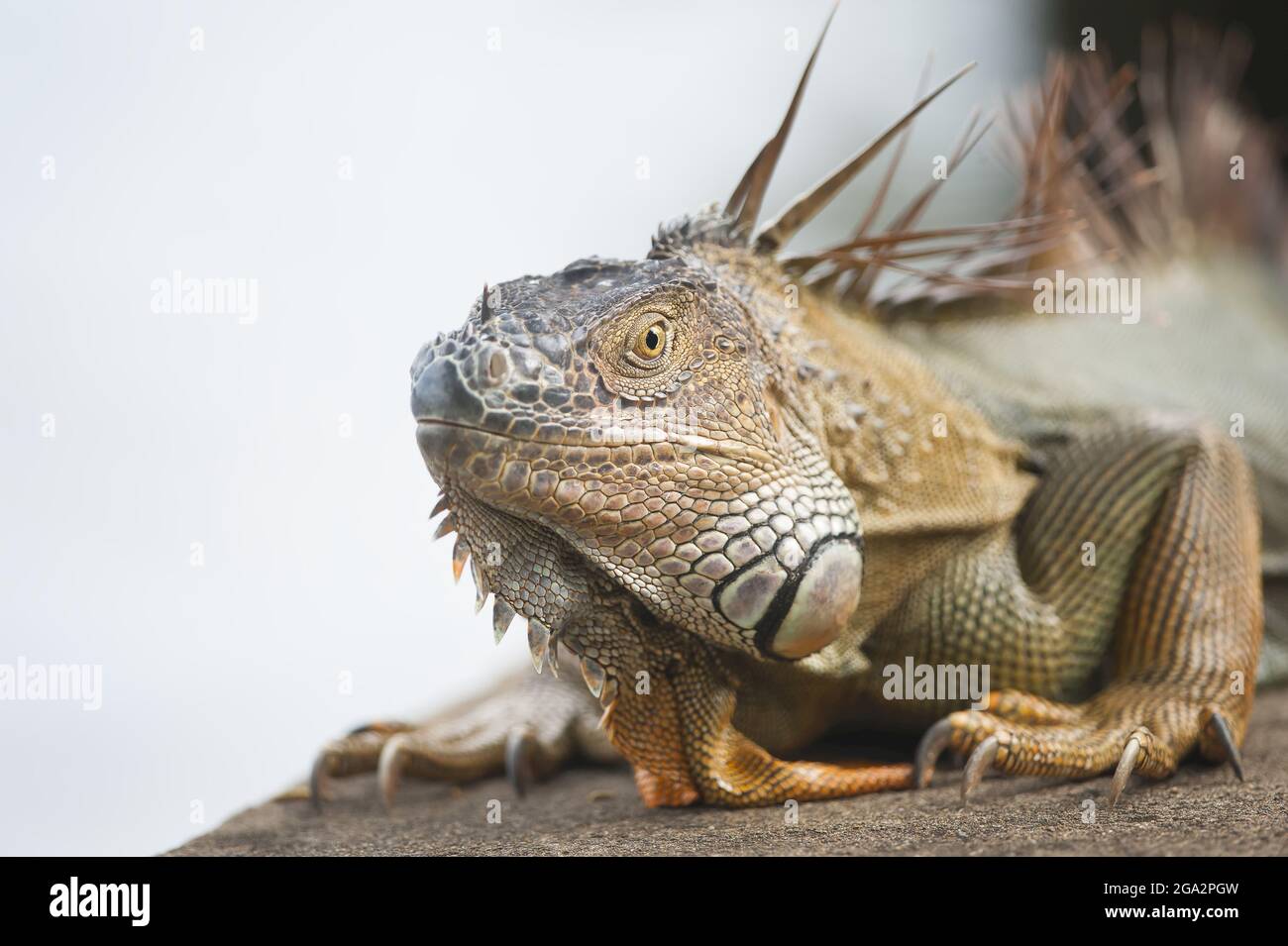 Porträt eines grünen Leguans (Leguan-Leguan); Tortuguero, Costa Rica Stockfoto