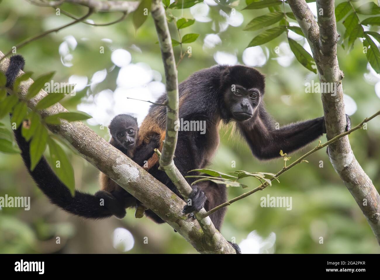 Ein kleiner, männliger Brüllaffe (Alouatta palliata) und seine Mutter in einem Baum in einem Regenwald auf der Osa-Halbinsel von Costa Rica Stockfoto