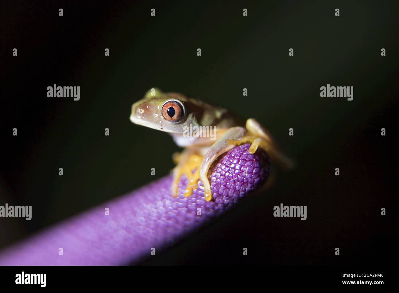 Bachfrosch -Fotos und -Bildmaterial in hoher Auflösung – Alamy