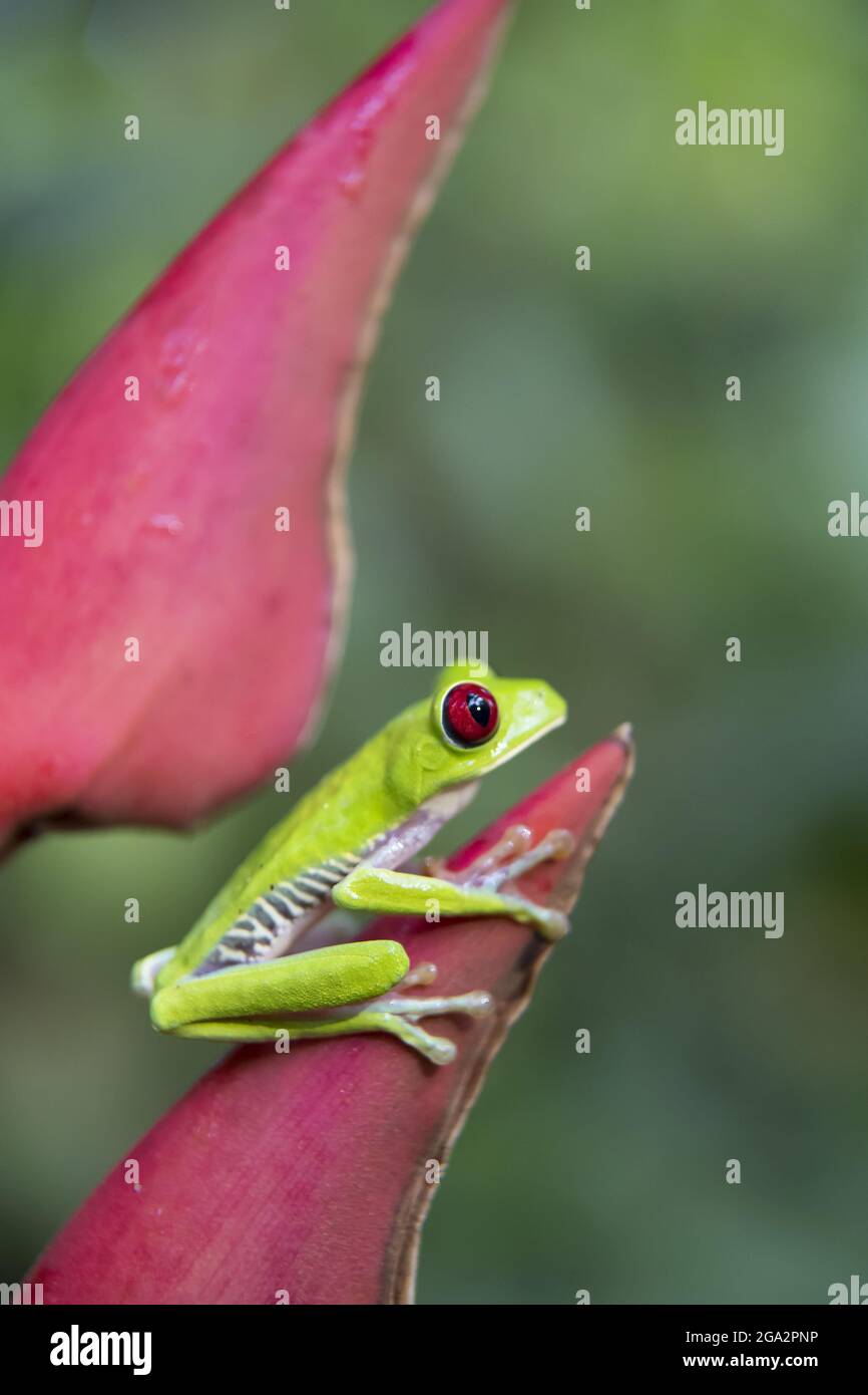 Ein Rotäugiger Baumfrosch (Agalychnis callidyas) klettert im Regenwald von Costa Rica, Puntarenas, Costa Rica, auf eine Heliconia-Blume Stockfoto