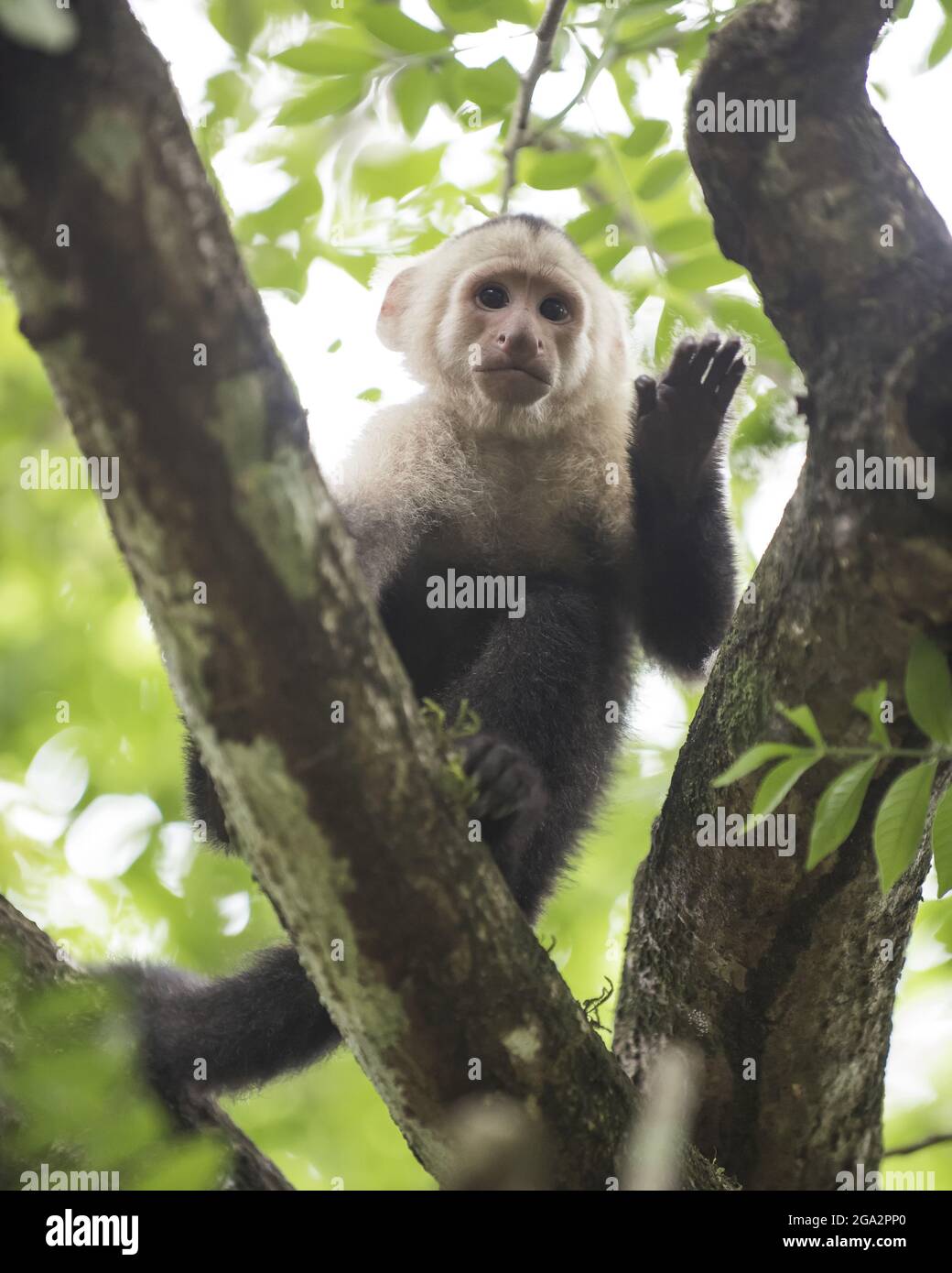 Ein Kapuzineraffen mit weißem Kopf (Cebus sp.) klettert durch den Regenwald; Puntarenas, Costa Rica Stockfoto