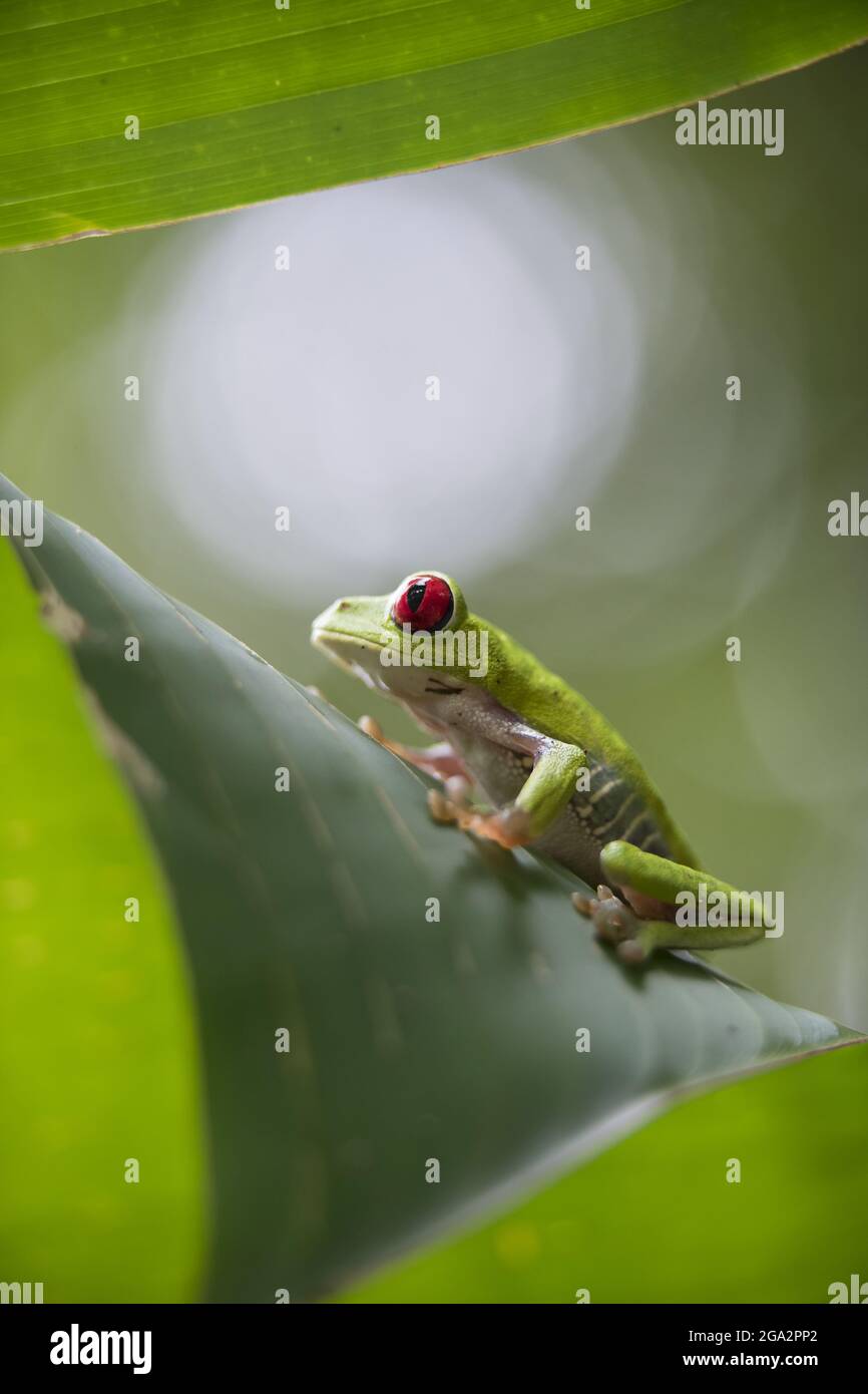 Ein Rotäugiger Baumfrosch (Agalychnis callidyas) klettert auf eine Pflanze im Regenwald; Puntarenas, Costa Rica Stockfoto