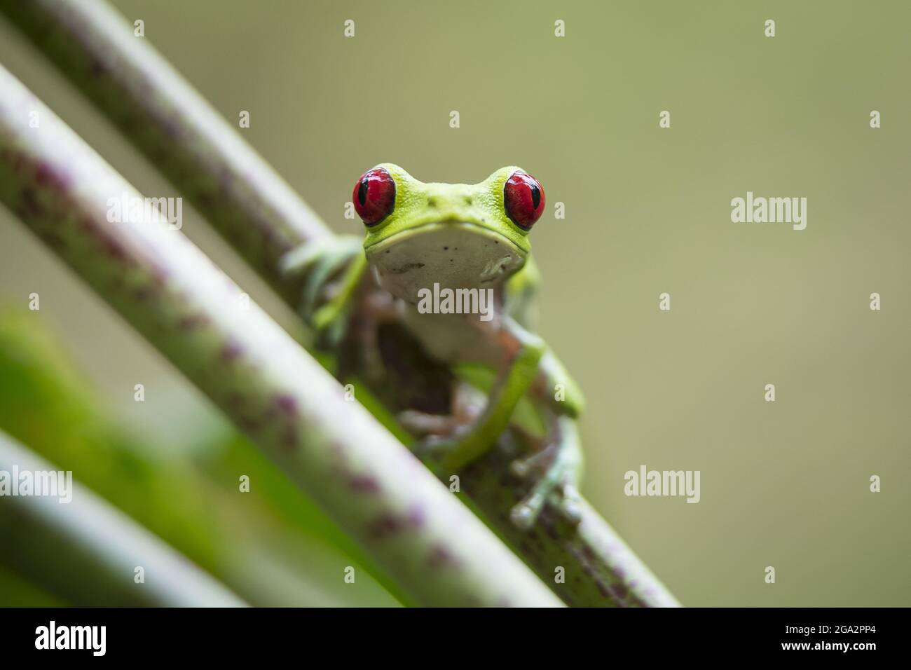 Ein Rotäugiger Baumfrosch (Agalychnis callidyas) klettert auf eine Pflanze im Regenwald; Puntarenas, Costa Rica Stockfoto