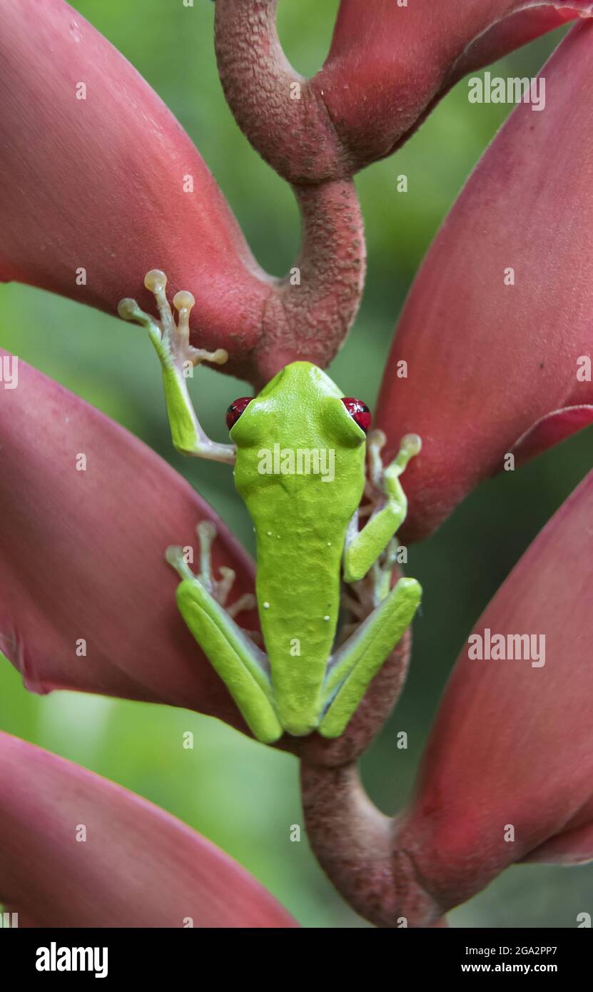 Ein Rotäugiger Baumfrosch (Agalychnis callidyas) klettert im Regenwald von Costa Rica, Puntarenas, Costa Rica, auf eine Heliconia-Blume Stockfoto