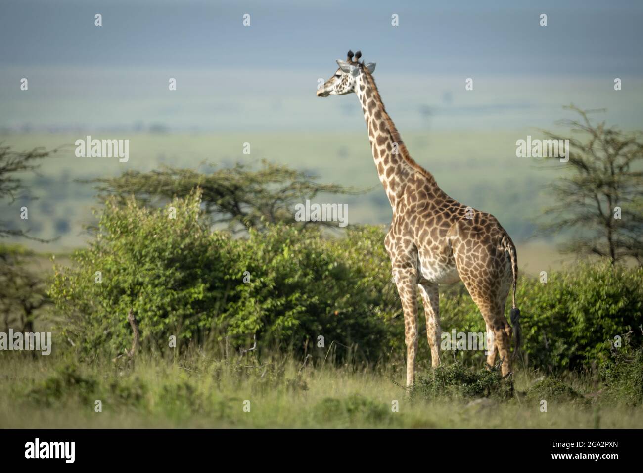 Eine Masai-Giraffe (Giraffa tippelskirchi), die in der Nähe von Büschen im Sonnenschein steht und auf die Savanne blickt; Narok, Masai Mara, Kenia Stockfoto