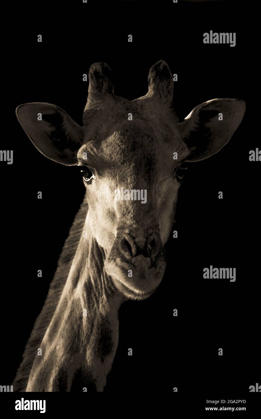 Nahaufnahme des Kopfes und Halses einer südlichen Giraffe (Giraffa giraffa), die sich am frühen Morgen vor einem schwarzen Rücken dramatisch in den Hintergrund gekehrt hat... Stockfoto