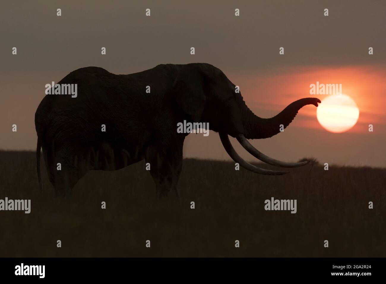 Afrikanischer Buschelefant (Loxodonta africana), der die Sonne berührte; Narok, Masai Mara, Kenia Stockfoto