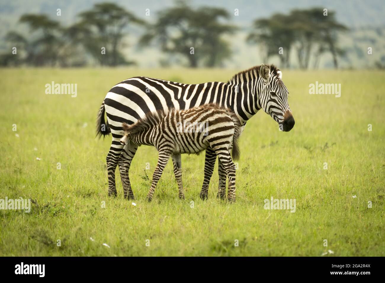Plains Zebra (Equus quagga) steht im Gras stillende Fohlen; Narok, Masai Mara, Kenia Stockfoto
