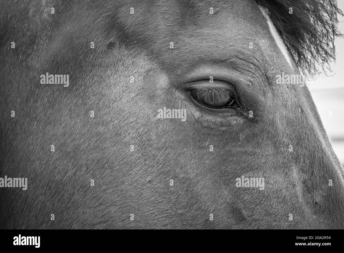 Detail Nahaufnahme eines Pferdehefs, der ein Auge zeigt. Stockfoto