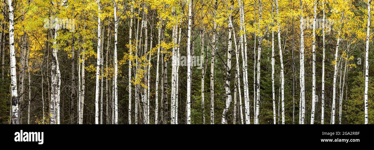 Birken in Herbstfarben; Thunder Bay, Ontario, Kanada Stockfoto