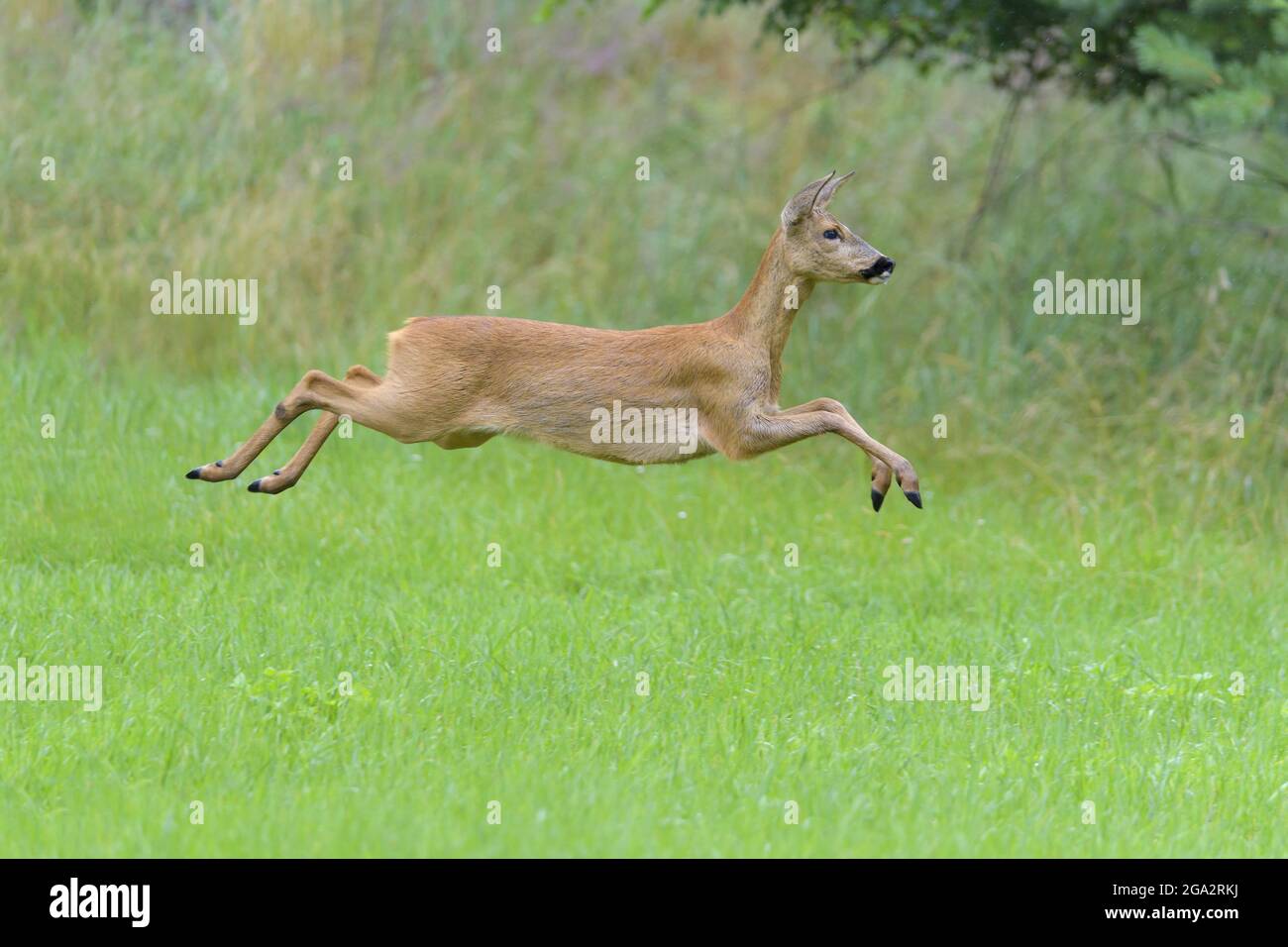 Rehe (Capreolus capreolus), die auf einer Wiese laufen; Hessen, Deutschland Stockfoto