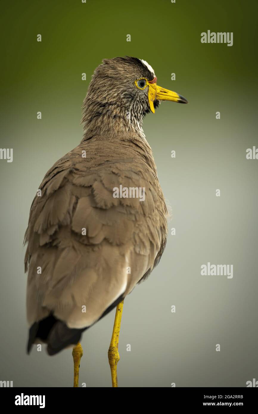 Nahaufnahme eines wattled plover (Vanellus senegallus) mit verschwommenem Hintergrund; Narok, Masai Mara, Kenia Stockfoto