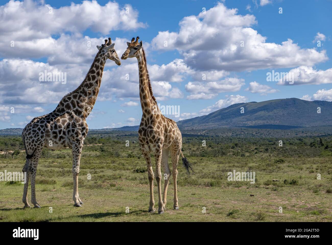 Zwei Giraffen (Giraffa) treffen sich in einem Safaripark in der Savanne von Angesicht zu Angesicht; KwaZulu-Natal, Südafrika Stockfoto