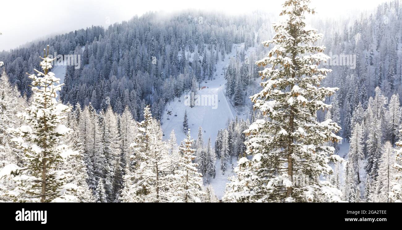 Blick durch die verschneiten Pinien auf die Skipiste und die Gondelbahn am Sass de Stria in den Dolomiten; Provinz Belluno, Venetien, Italien Stockfoto