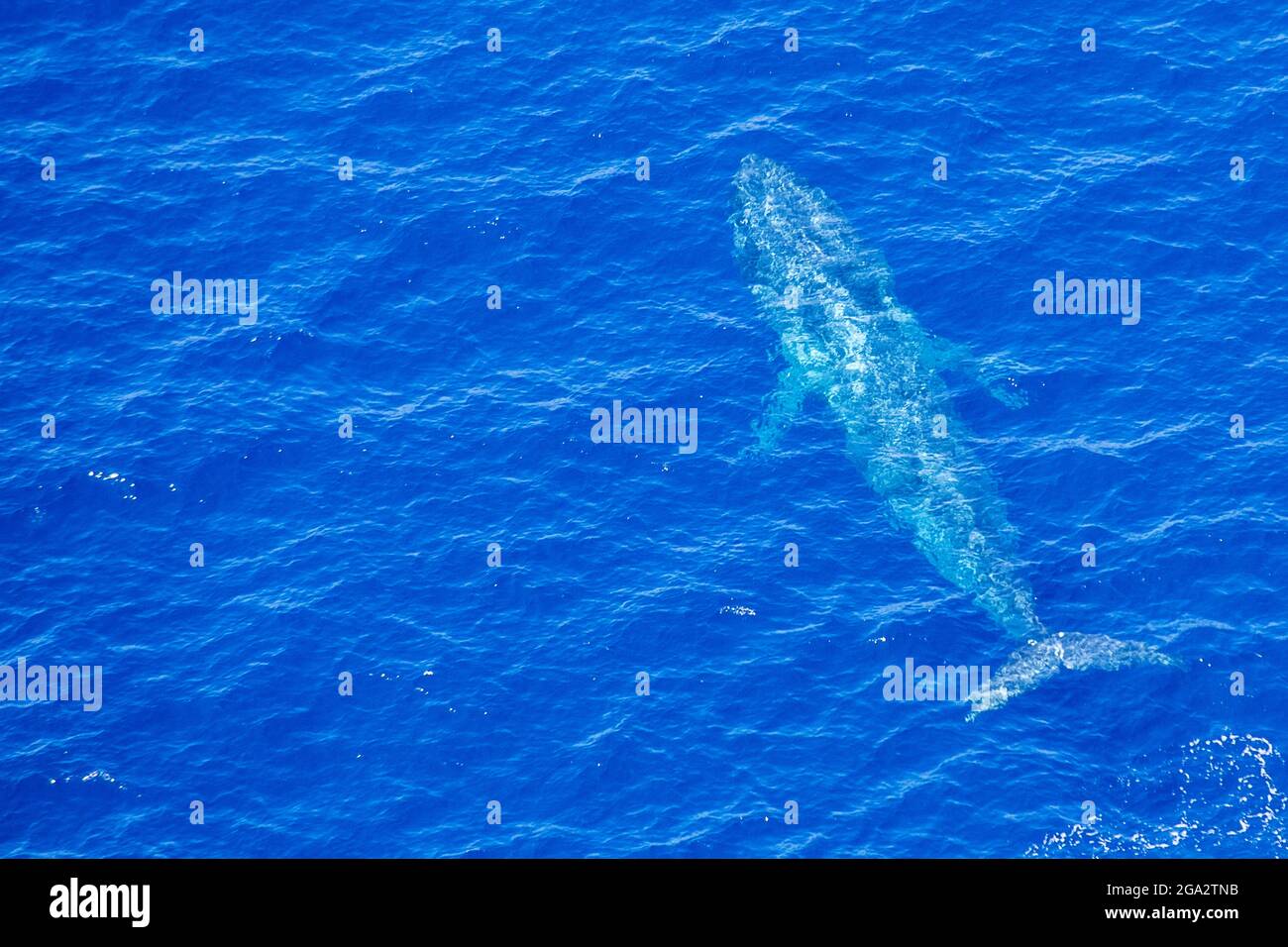 Nahaufnahme eines Blauwals (Balaenoptera musculus), der direkt unter der Oberfläche schwimmt, aus der Luft vor der Westküste Sri Lankas Stockfoto