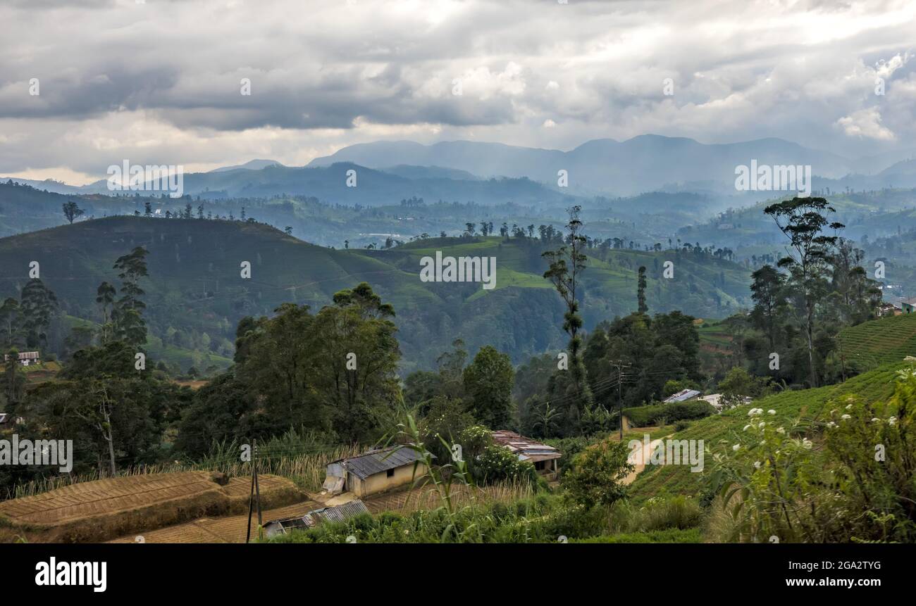 Mit Blick auf das Hügelland rund um Nuwara Eliya und Teepflanzen an den Hängen der Teestaaten Stockfoto