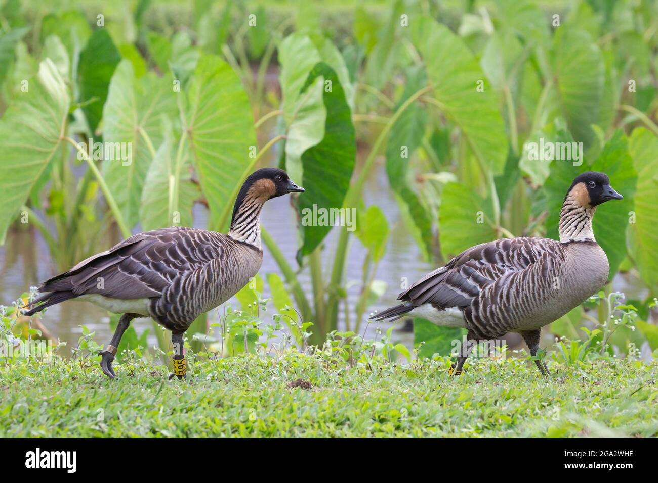 Zwei nene-Gänse, Hawaiis Staatsvögel, die am Rand eines Taro-Teiches im Hanalei-Tal am Nordufer von Kauai, Hawaii, wandern (Branta sandvicensis) Stockfoto