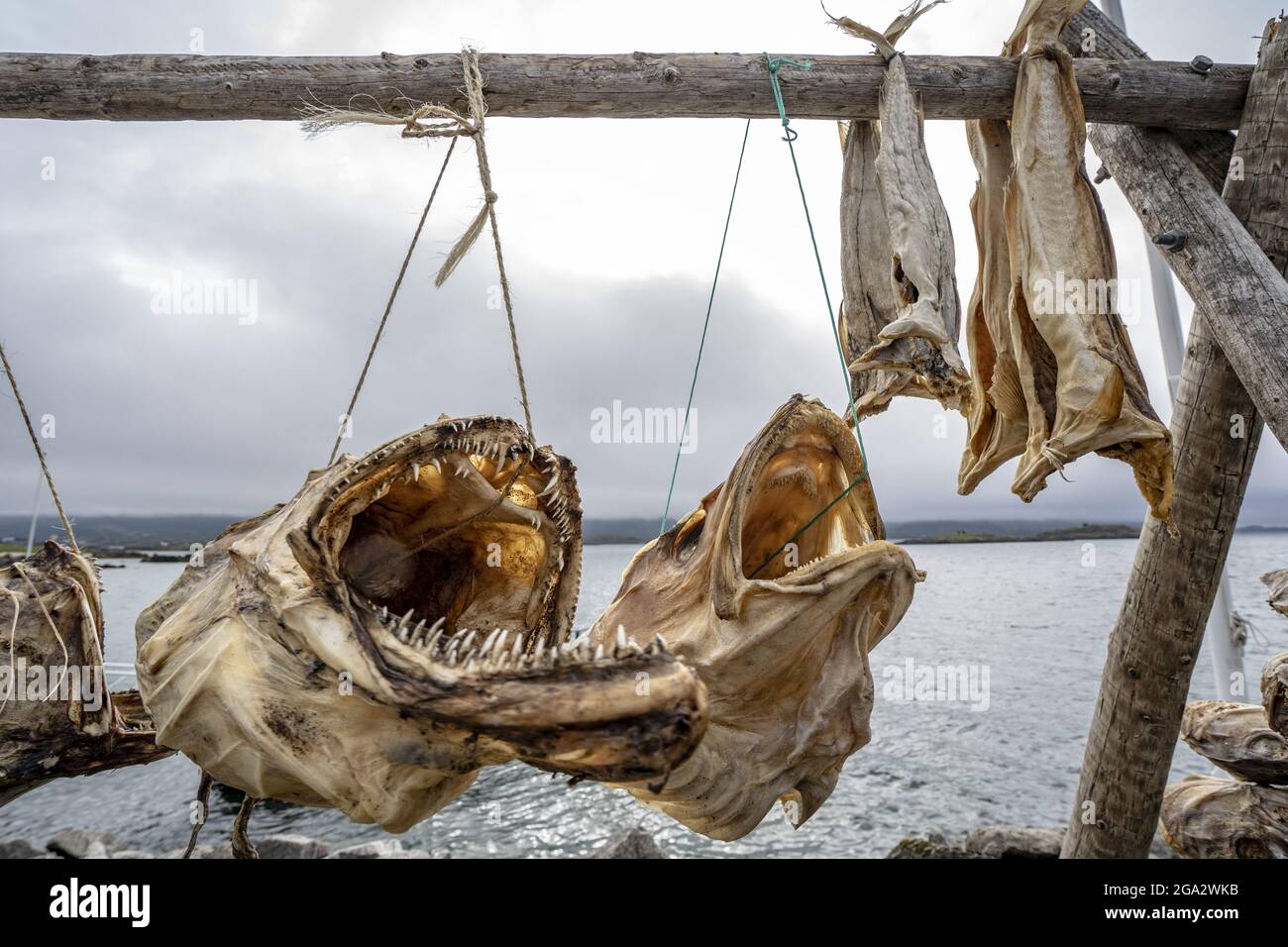 Nahaufnahme von Kabeljau auf dem Trockengestell der Lofoten-Inseln an den Ufern der Norwegischen See im Nordatlantik; Lofoten, Polarkreis, Norwegen Stockfoto