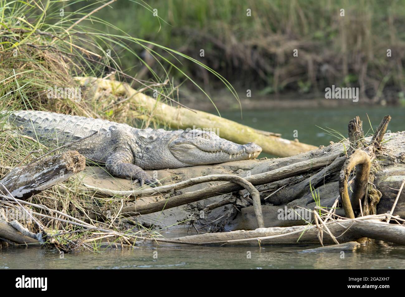 Marsh-Räucherkrokodil (Crocodylus palustris), das sich am Ufer des Narayani-Flusses im Chitwan-Nationalpark sonnt; Chitwan, Nepal Stockfoto