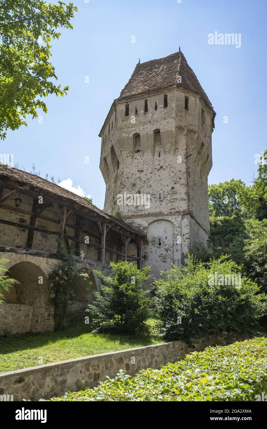 Turm entlang der Steinmauer der mittelalterlichen, befestigten Stadt Sighisoara am Fluss Tarnava im Landkreis Mures; Sighisoara, Siebenbürgen, Rumänien Stockfoto