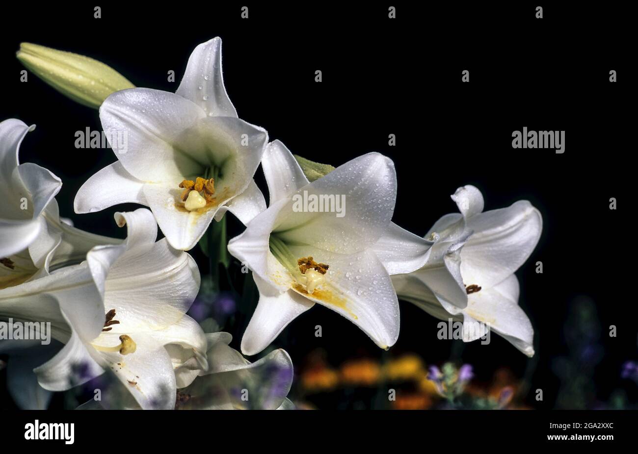 Weiße Osterlilien (Lilium) „Schneekönigin“ Longiflorrum Liliaceae, Botanischer Garten New York. Digitalisiert aus Film Stockfoto