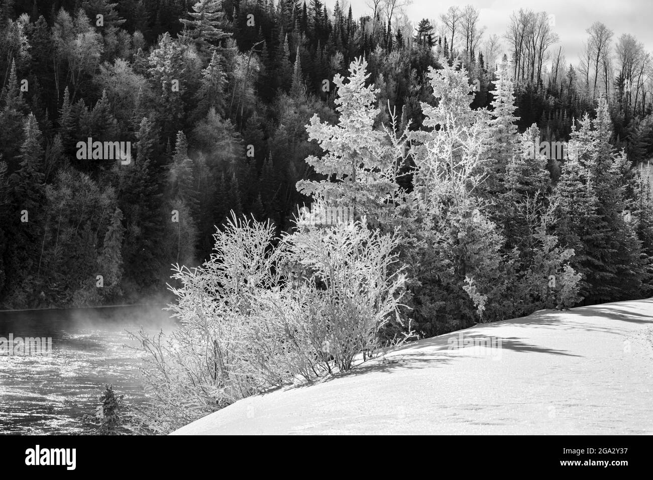 Frostige Bäume im Winter; Nipigon, Ontario, Kanada Stockfoto
