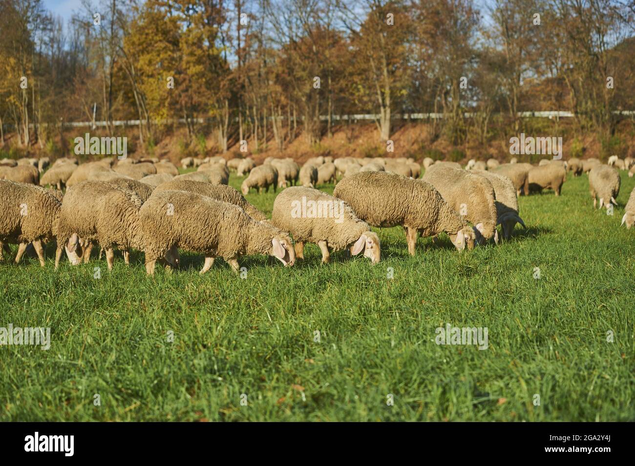 Hausschafe (Ovis aries) grasen auf einer Wiese; Bayern, Deutschland Stockfoto