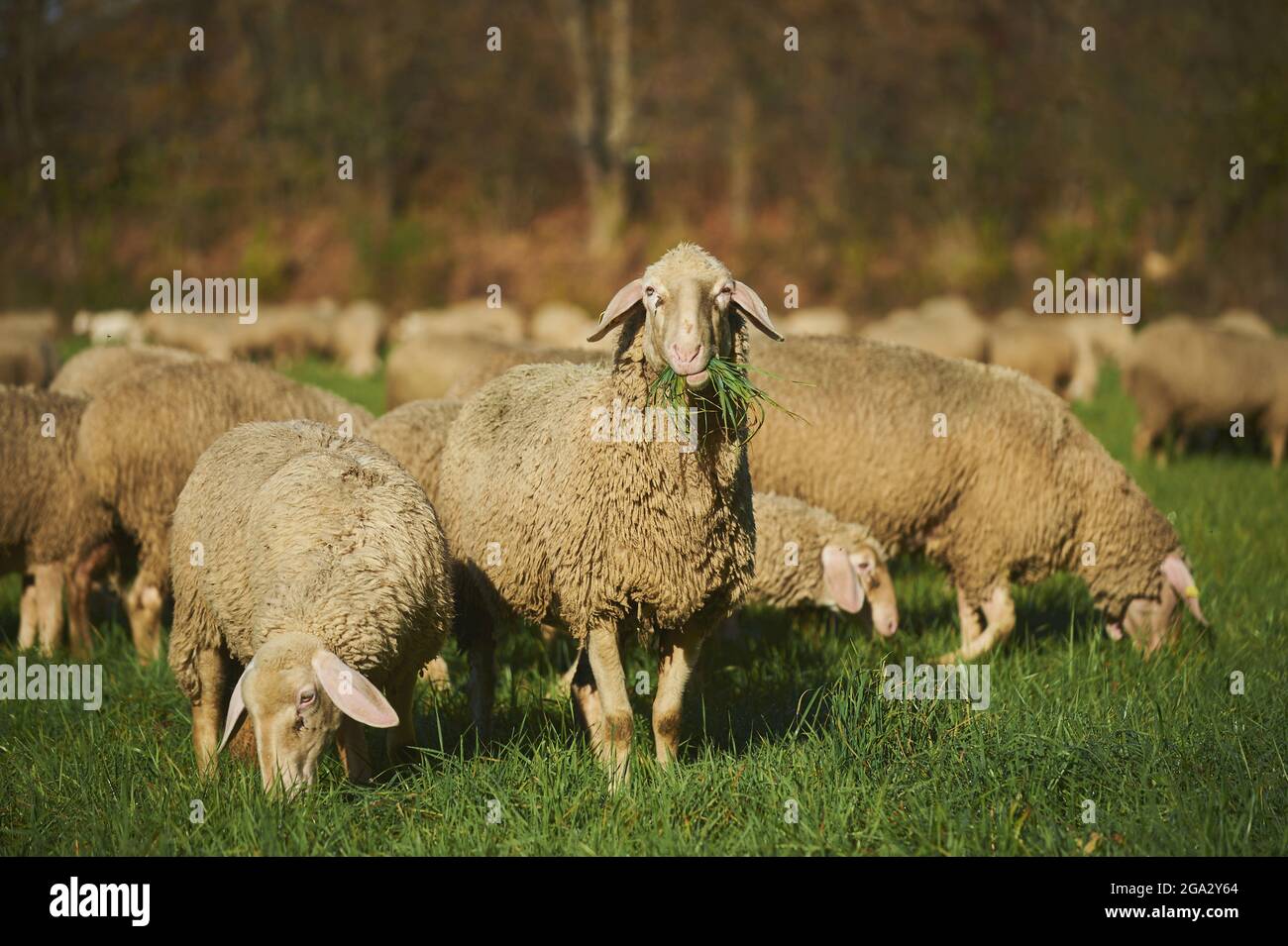 Hausschafe (Ovis aries) grasen auf einer Wiese, während man auf die Kamera schaut; Bayern, Deutschland Stockfoto