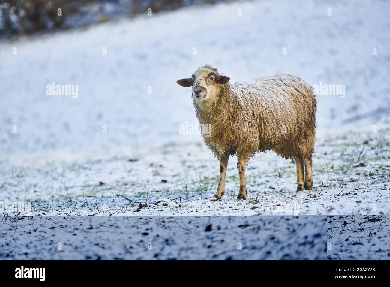 Porträt eines Schafes (Ovis aries) auf einer verschneiten Wiese im Winter; kleine Fatra, Karpaten, Terchova, Slowakei Stockfoto