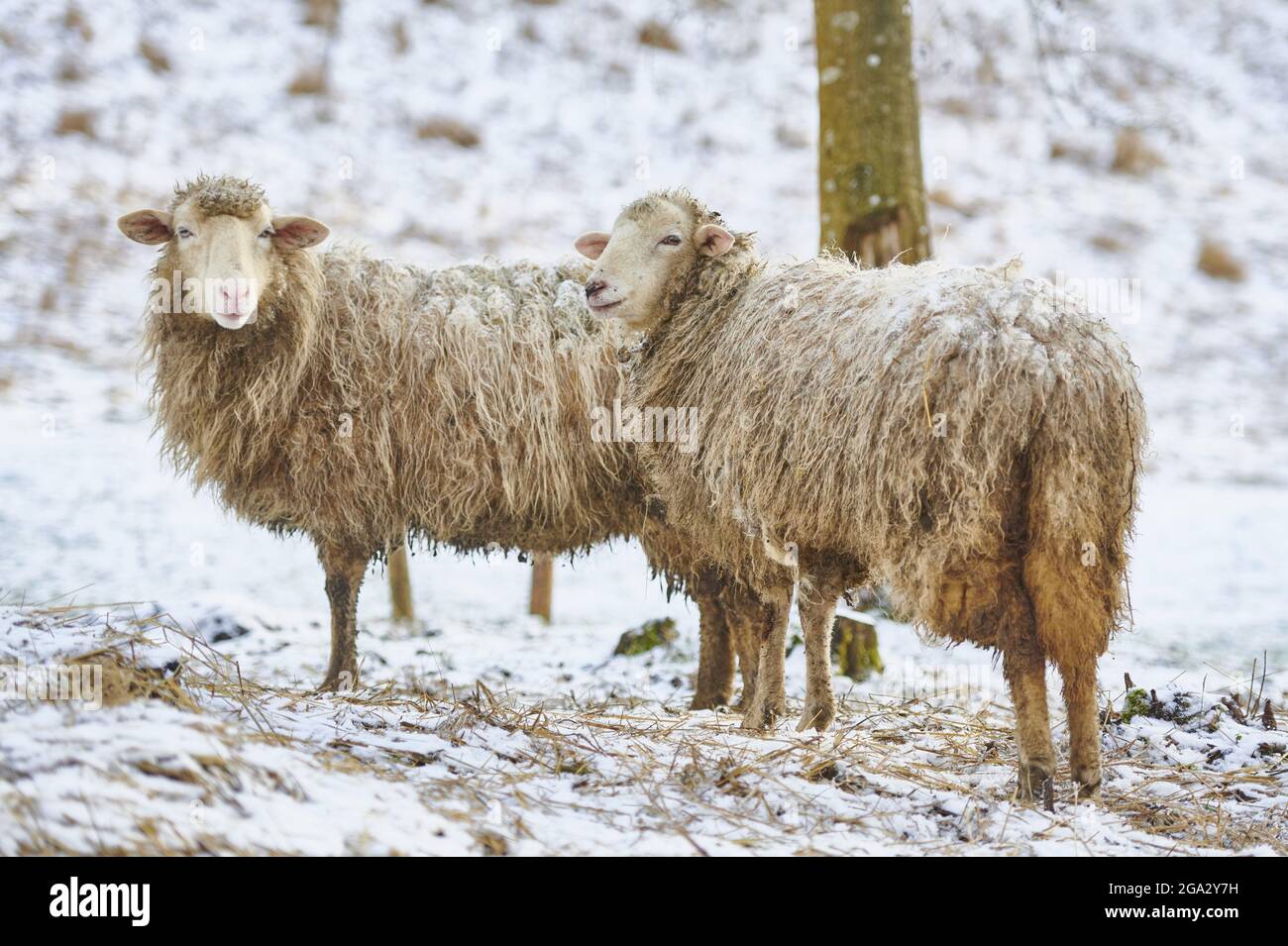 Nahaufnahme eines Porträts von zwei Schafen (Ovis aries) auf einer verschneiten Wiese im Winter beim Betrachten der Kamera Stockfoto