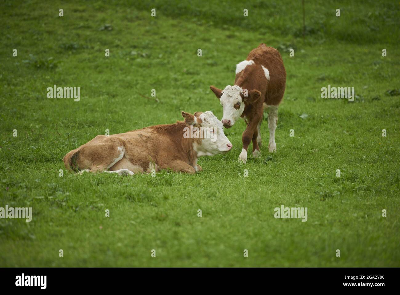 Eine Kuh (Bos taurus), die zu einer anderen Kuh hinübergeht, die auf dem Gras auf einer Wiese liegt; Bayern, Deutschland Stockfoto
