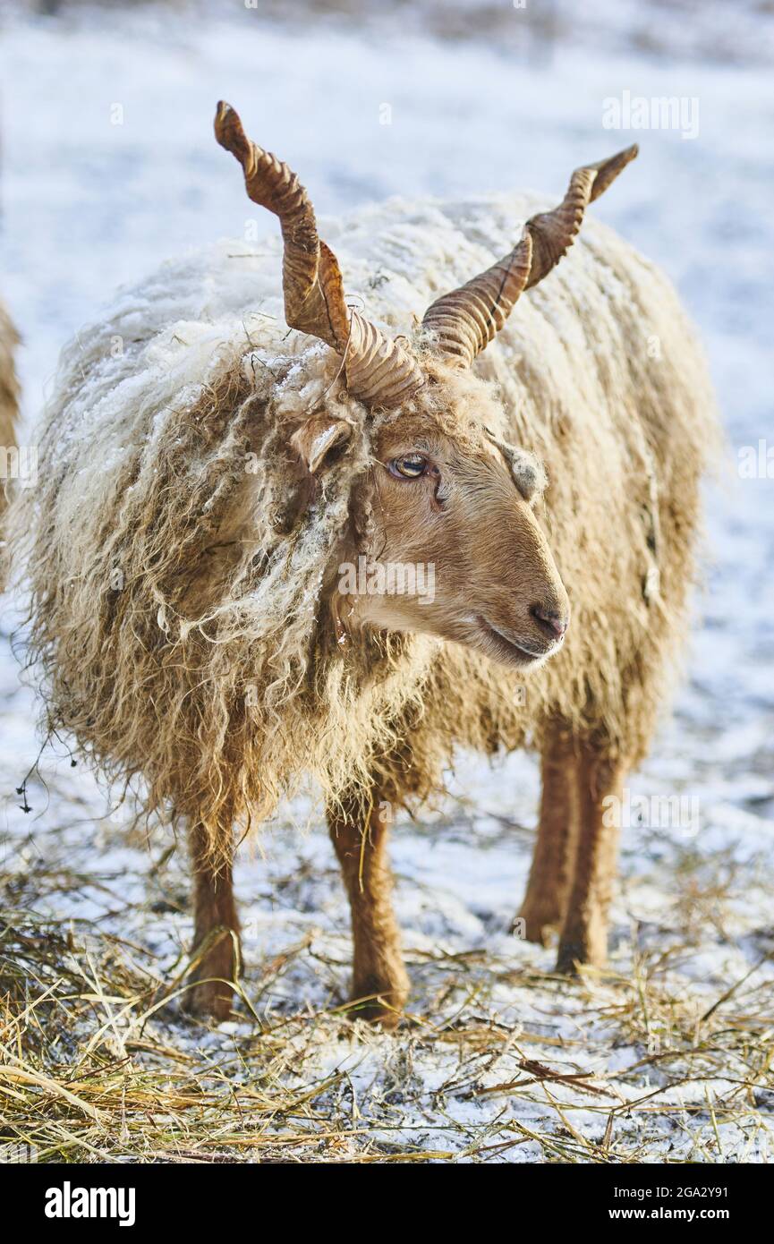 Nahaufnahme eines Hortobagy Racka Schafes (Ovis aries strepsiceros hungaricus), das im Winter auf einer verschneiten Wiese steht Stockfoto