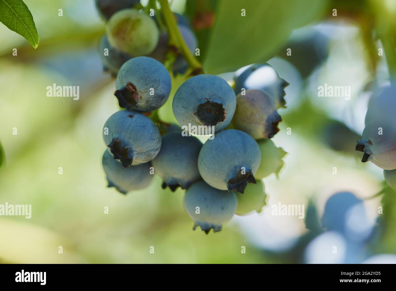 Nahaufnahme von reifen nördlichen Hochbusch-Heidelbeeren oder huckleberry (Vaccinium corymbosum) im Sommer; Oberpfalz, Bayern, Deutschland Stockfoto