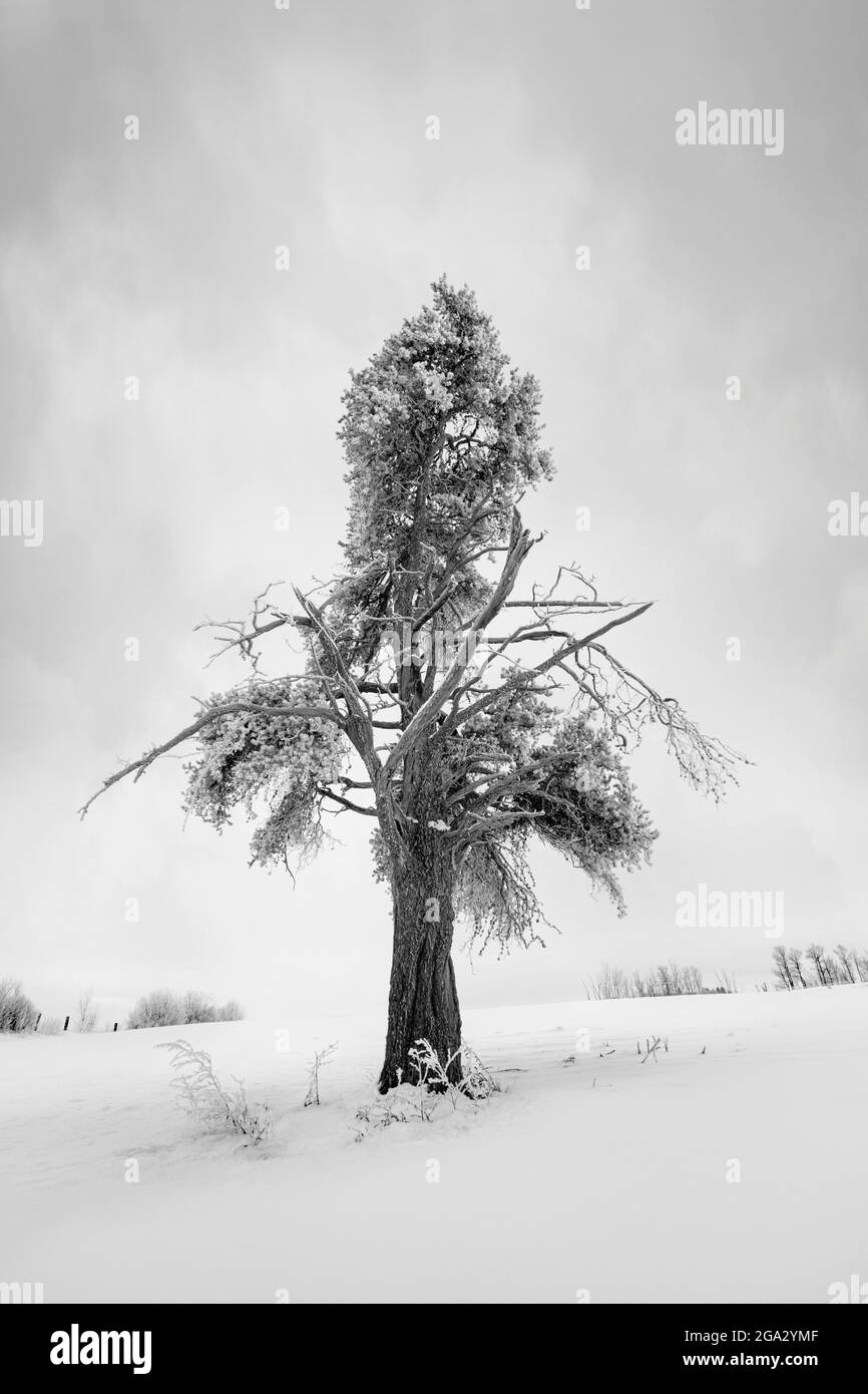 Frostige Bäume im Winter; Thunder Bay, Ontario, Kanada Stockfoto