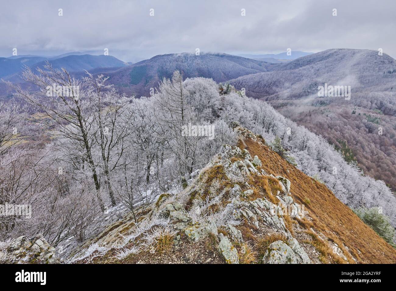 Verschneite europäische Buche (Fagus sylvatica) auf dem Gipfel des Mount Vapec im Strazov-Gebirge mit Blick auf die Landschaft Stockfoto