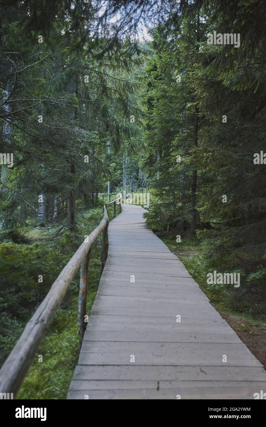 Weg durch den Wald am Arbersee, Bayerischer Wald; Bayern, Deutschland Stockfoto