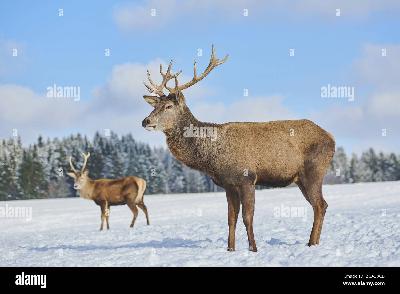 Rotwild (Cervus elaphus) auf einer verschneiten Wiese; Bayern, Deutschland Stockfoto