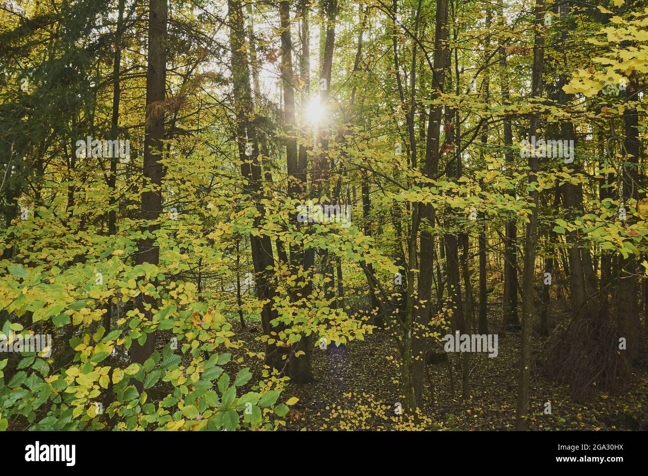 Herbstfärbung europäischer oder gemeiner Hainbuche (Carpinus betulus) Bäume in einem Wald; Bayern, Deutschland Stockfoto