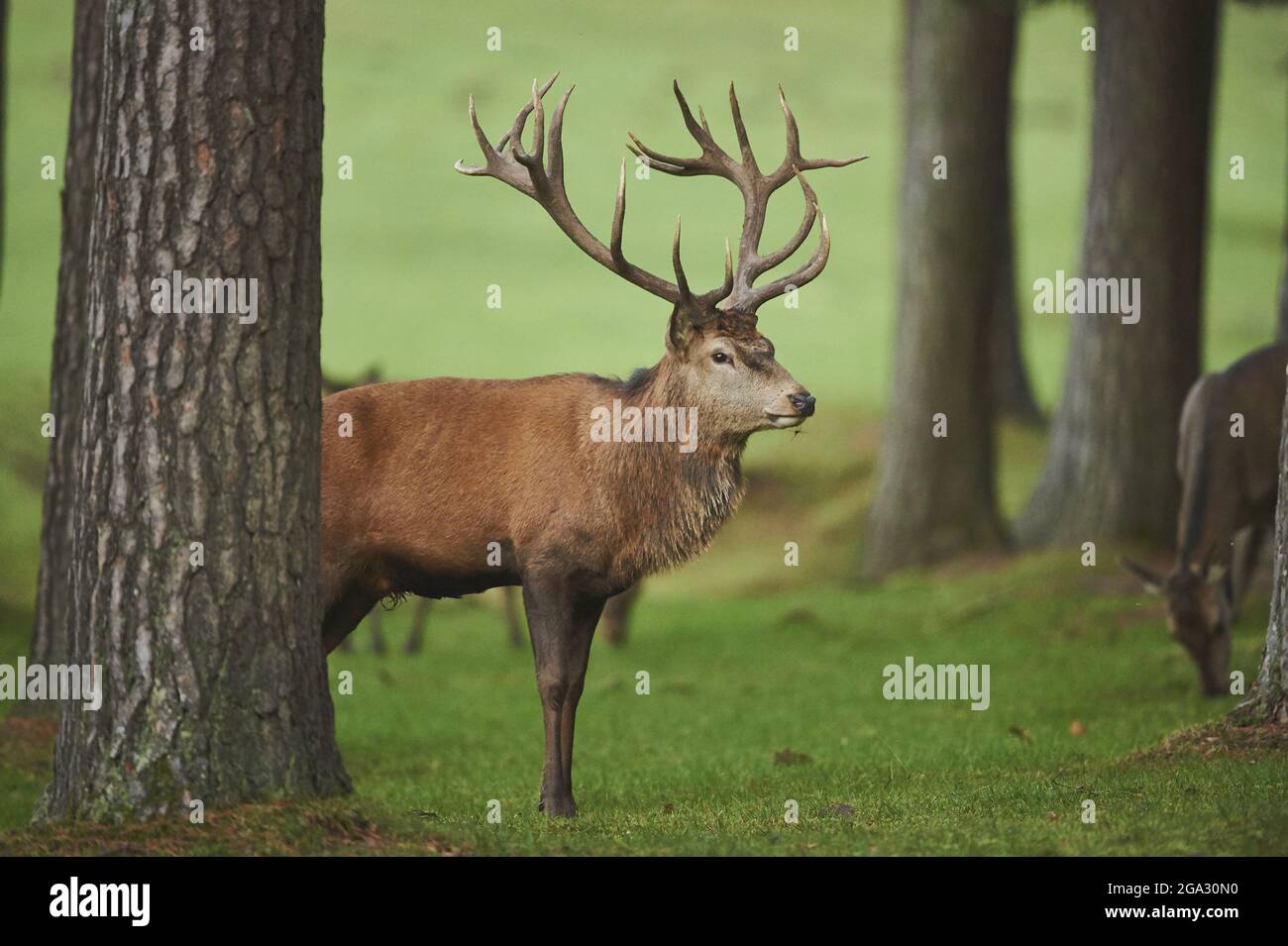 Rotwild (Cervus elaphus) im Wald, gefangen; Bayern, Deutschland Stockfoto