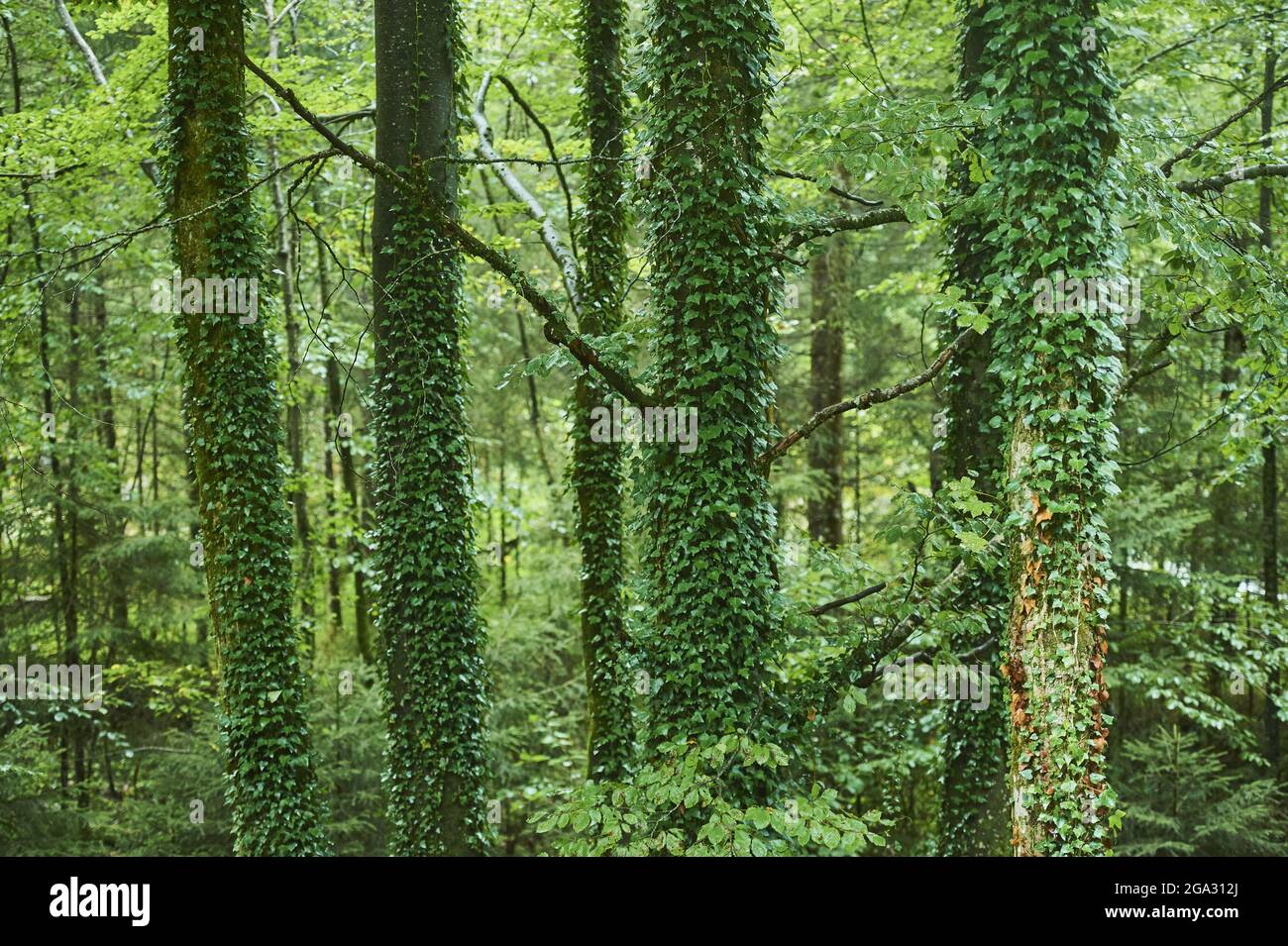 Efeu oder englischer Efeu (Hedera Helix), der auf einem Baumstamm wächst, Berchtesgadener Land; Bayern, Deutschland Stockfoto