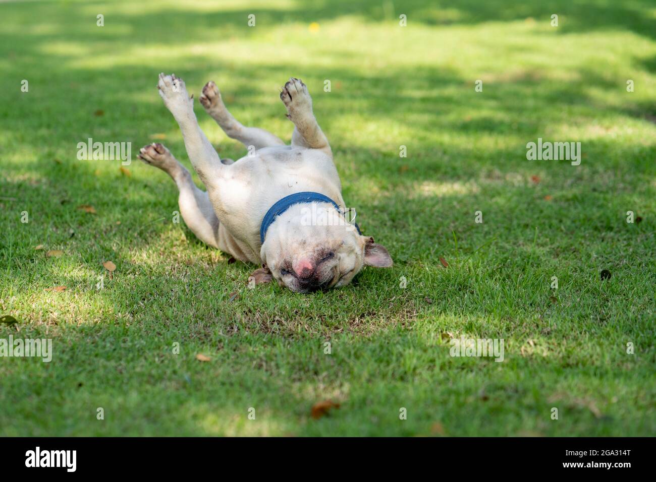 High-Angle-Fokus-Aufnahme einer weißen französischen Bulldogge, die in einem Park auf Gras spielt Stockfoto