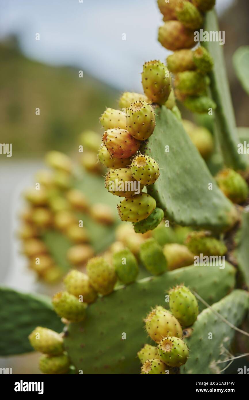 Prickelbirne oder indische Feigen opuntia (Opuntia ficus-indica) Früchte im Sommer; Katalonien, Spanien Stockfoto