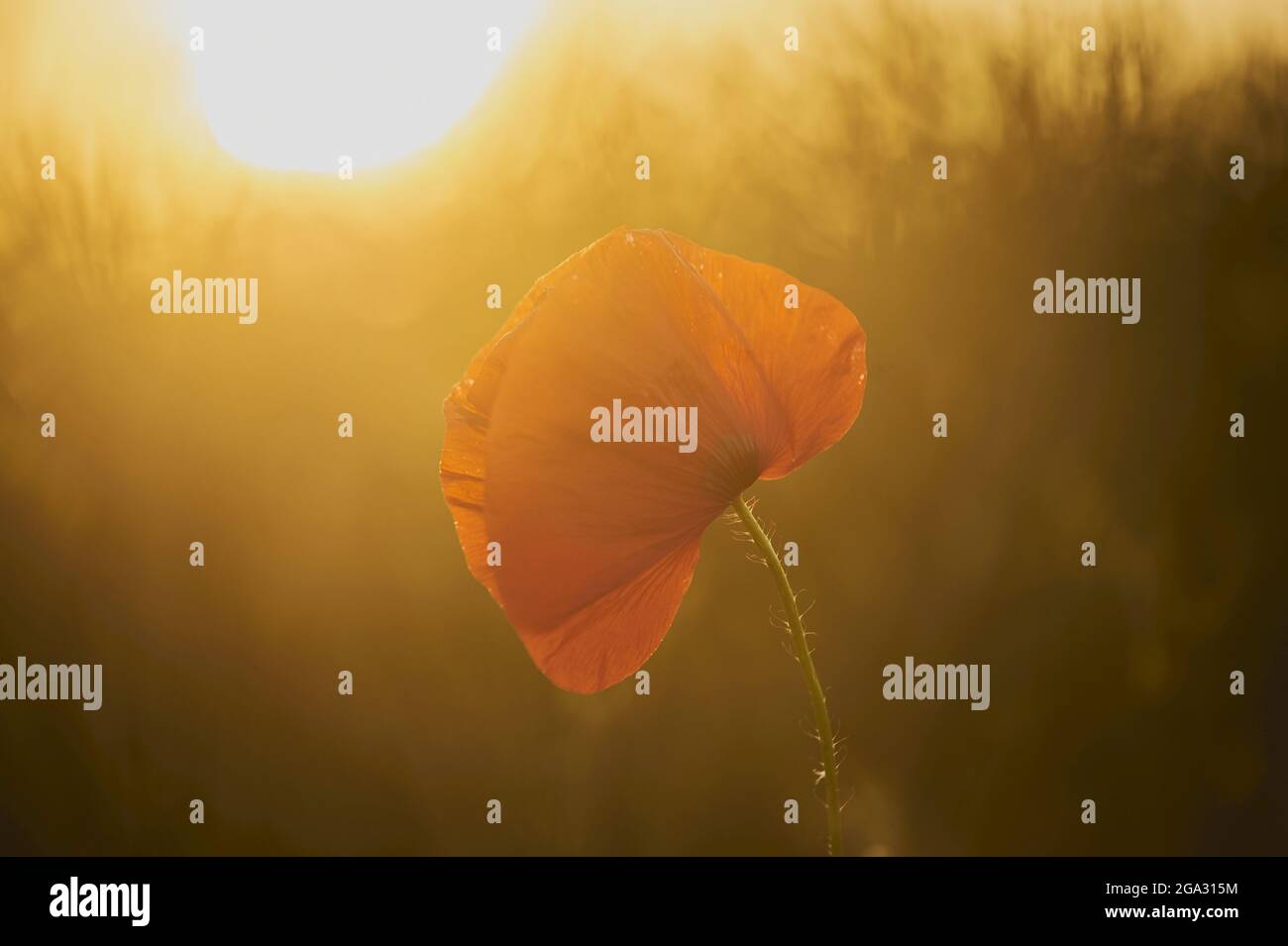 Mohnblüte oder Maisrose (Papaver Rhoeas); Bayern, Deutschland Stockfoto