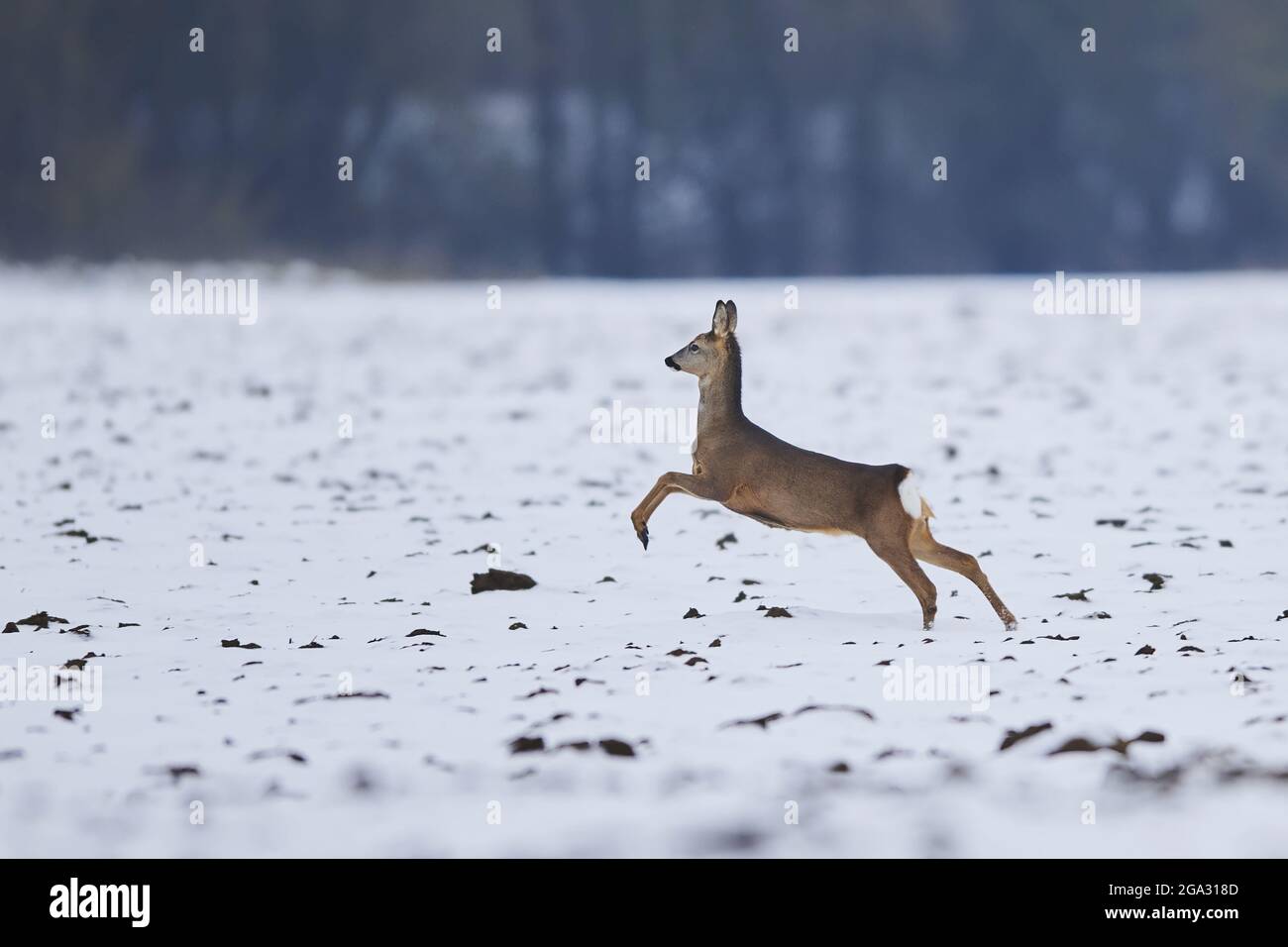 Rehe (Capreolus capreolus), die über ein schneebedecktes Feld laufen; Wiesent, Bayern, Deutschland Stockfoto