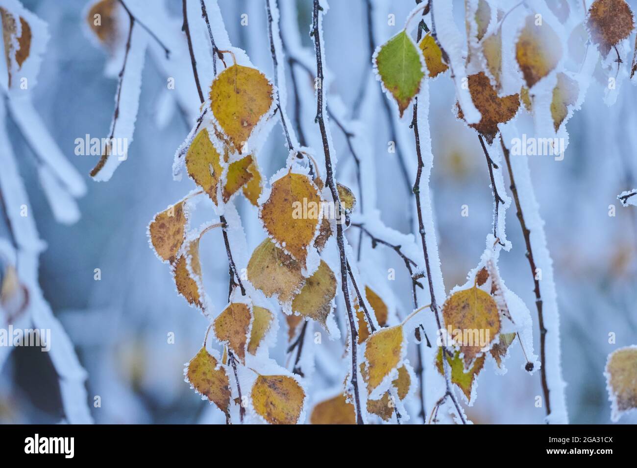 Blätter der gefrorenen silbernen Birke, der warzigen Birke oder der europäischen weißen Birke (Betula pendula) bei Sonnenaufgang; Bayern, Deutschland Stockfoto