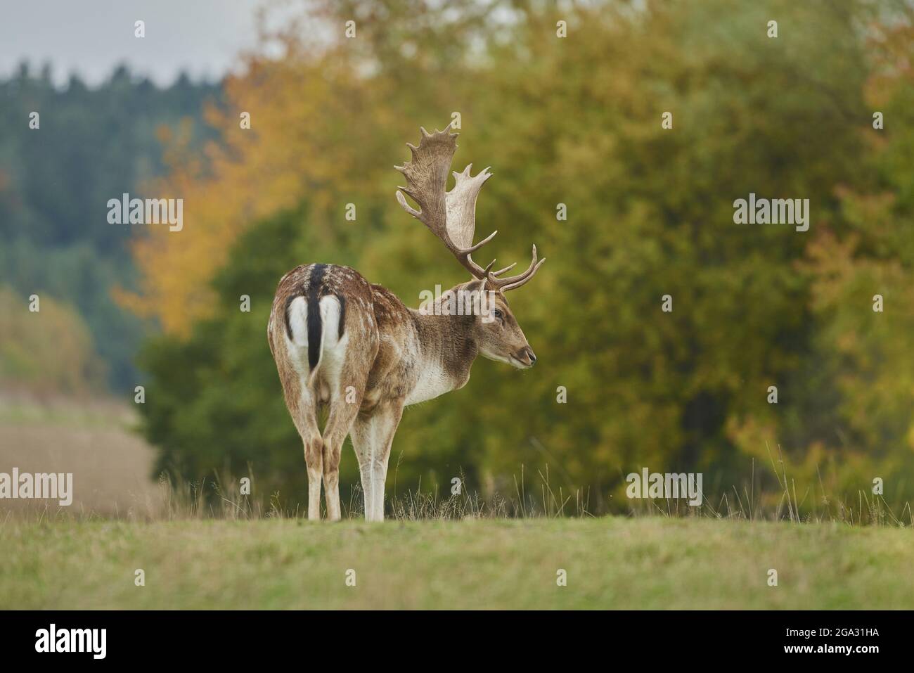 Damwild (Dama dama) auf einer Wiese, gefangen; Bayern, Deutschland Stockfoto